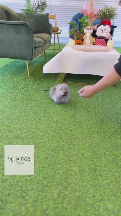 Pomeranian - Kiki(Female)