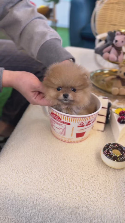 Pomeranian - Dobby(male)