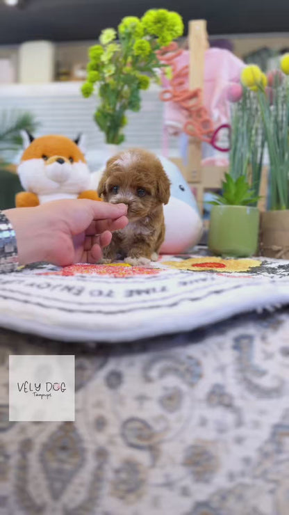Maltipoo - Mocha(Male)