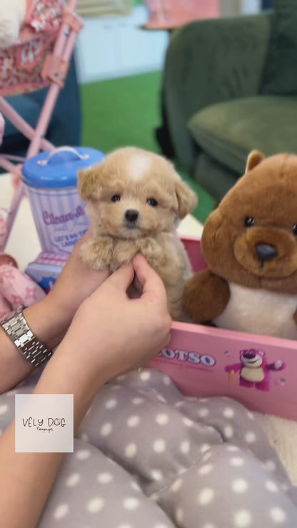 Maltipoo - Soyou(Female)
