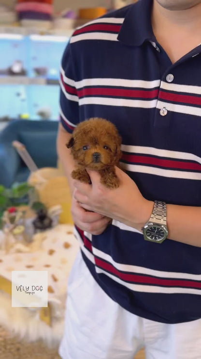 Poodle - Toby(Male)