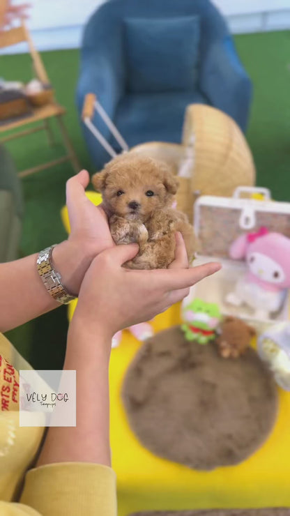 Maltipoo - Barney(Female)