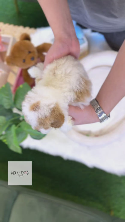 Poodle - Soha(Female)