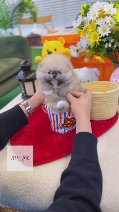 Pomeranian - Abby(Male)