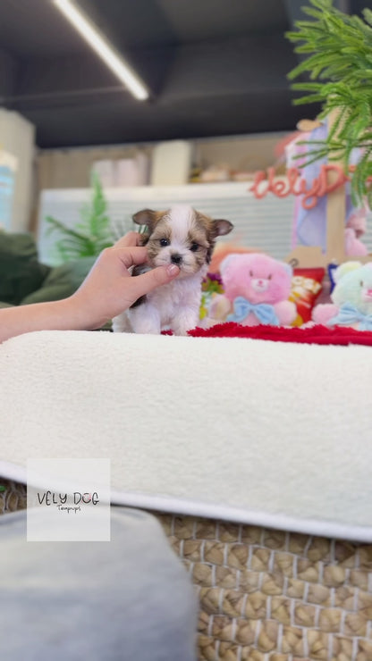 Biewer Terrier - Loti(Female)