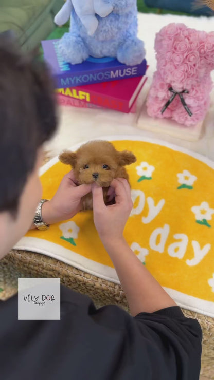 Poodle - Peaches(Female)