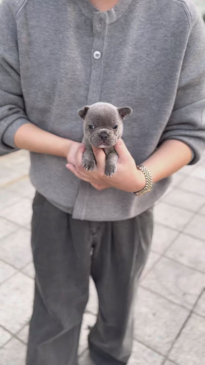 French Bulldog - Fubao(Male)