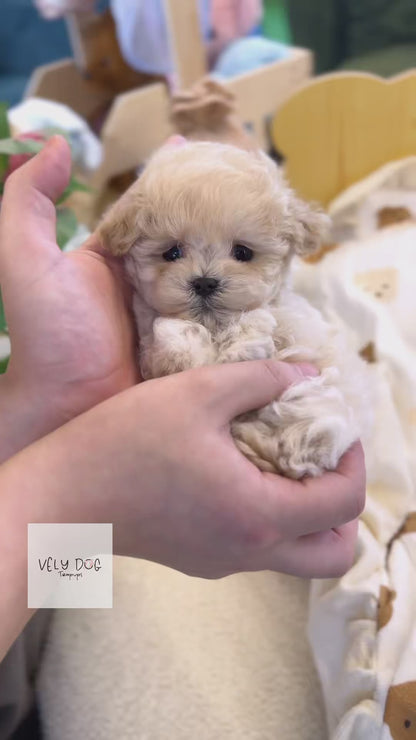 Maltipoo - Simba(Male)