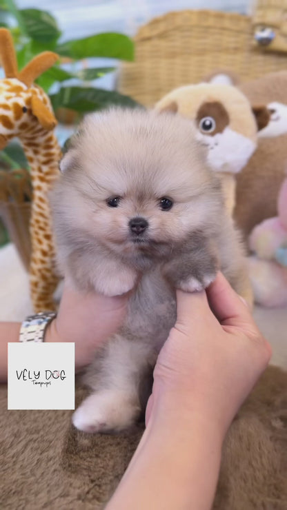 Pomeranian - Bambi(Female)