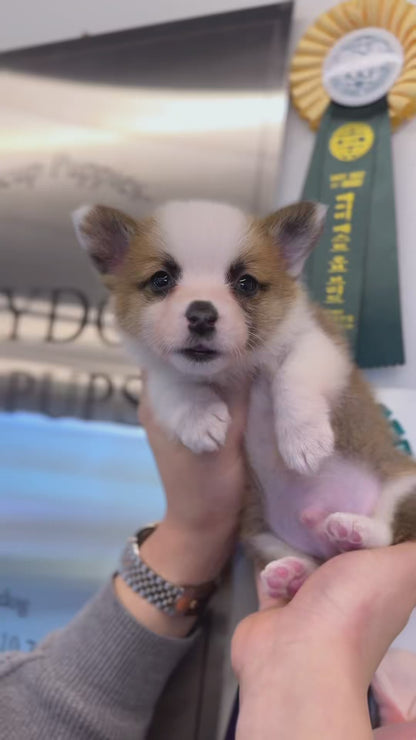 Welsh Corgi - Zilla(Male)