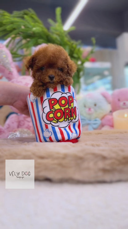 Poodle - Gangnam(Male)