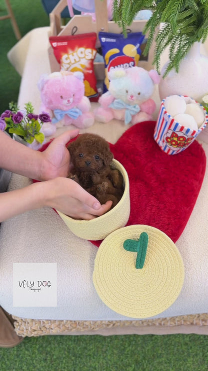 Poodle - Brownie(Female)