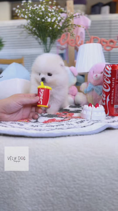 Pomeranian - Sunny(Male)
