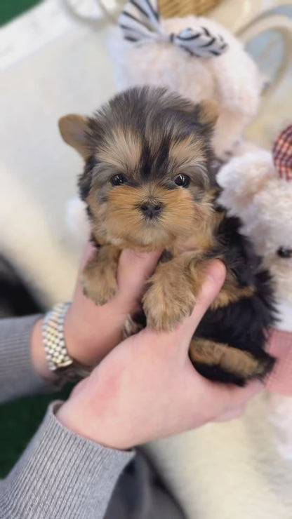 Yorkshire Terrier - Moco(Female)