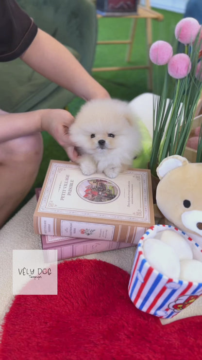 Pomeranian - Louis(Male)