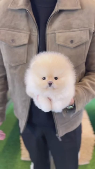Pomeranian - Coconut(Female)