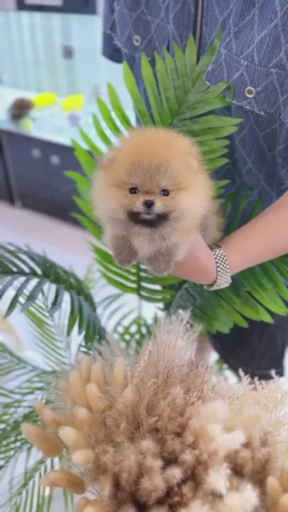 Pomeranian - Kona(Female)