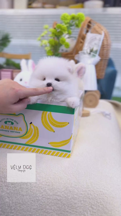 Pomeranian - Sugar(Female)