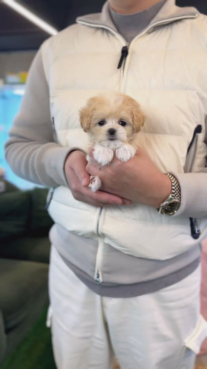 Maltipoo - Swan(Female)