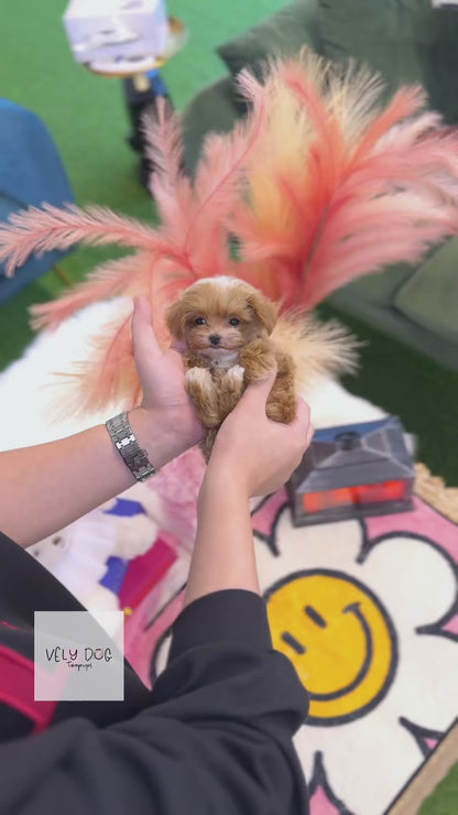 Maltipoo - Halo(Female)