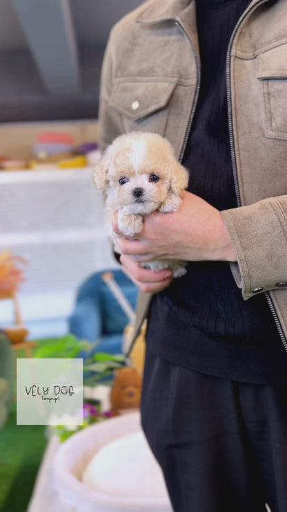 Maltipoo - Bruno(Male)