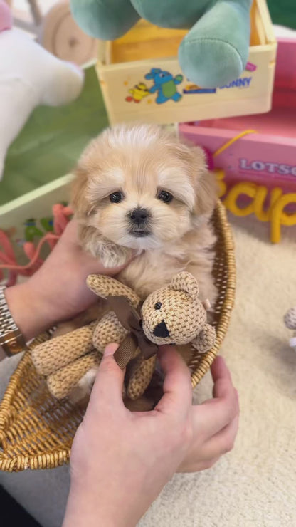 Maltipoo - Ollie(Male)