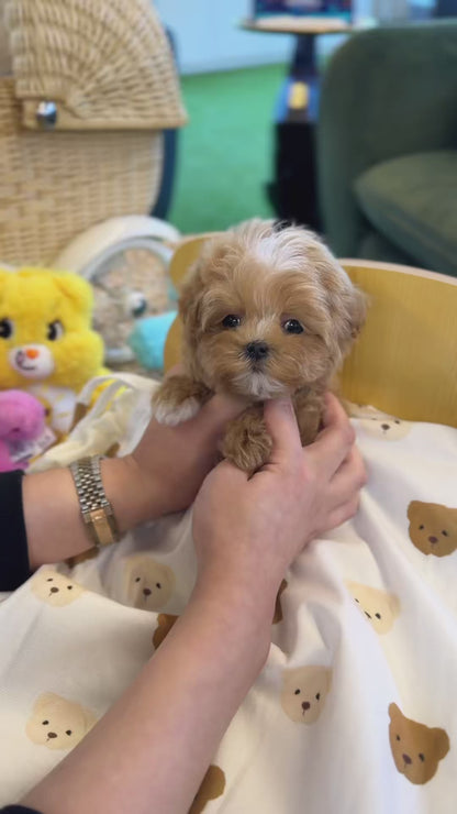 Maltipoo - Poca(Male)