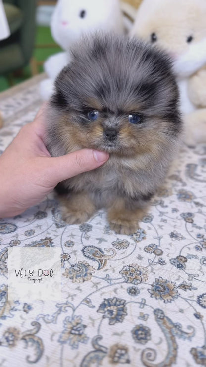 Pomeranian - Holly(Female)