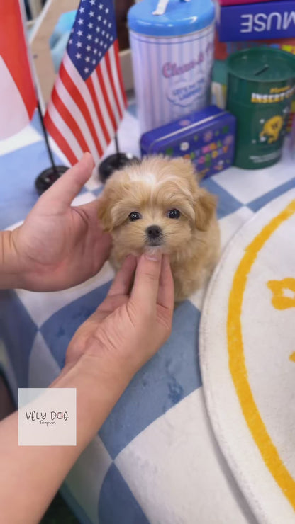 Maltipoo - Seed(Female)