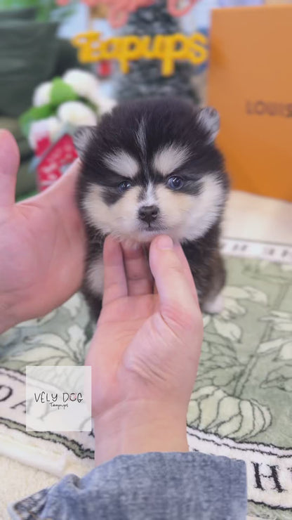 Pomsky - Cedy(Female)