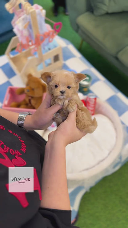 Maltipoo - Dana(Female)