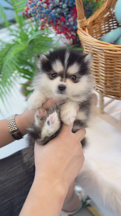 Pomsky - Dennis(Male)