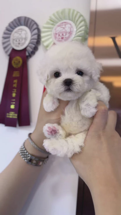 Mini Bichon Frise - Dolby(Male)