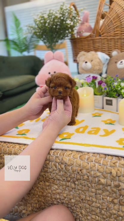 Poodle - Bom(Female)