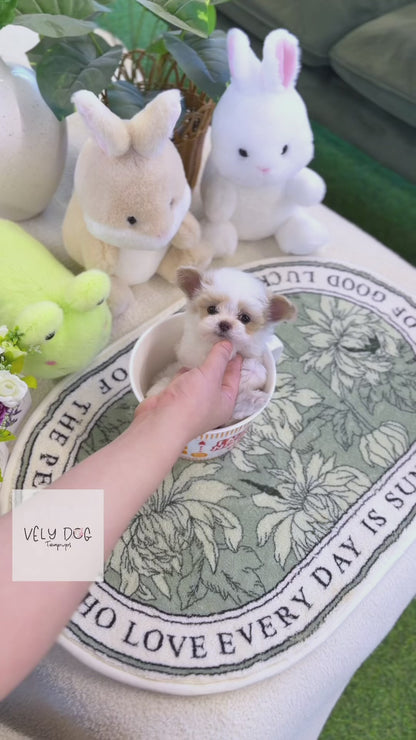Maltipoo - Dean(Male)
