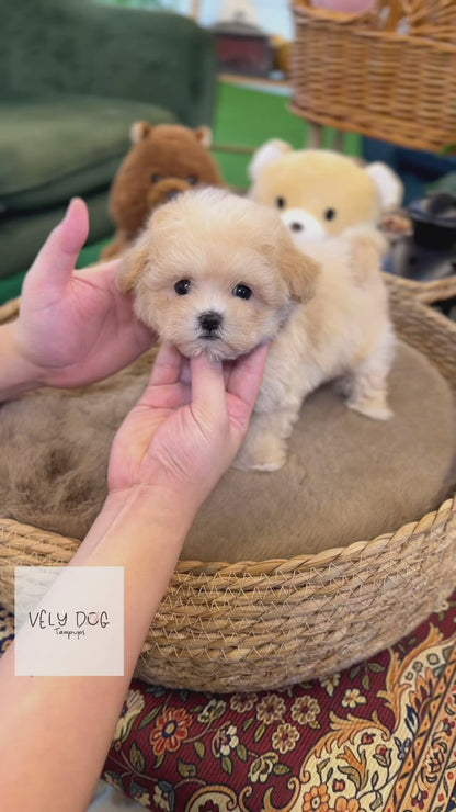 Maltipoo - Nacho(Female)