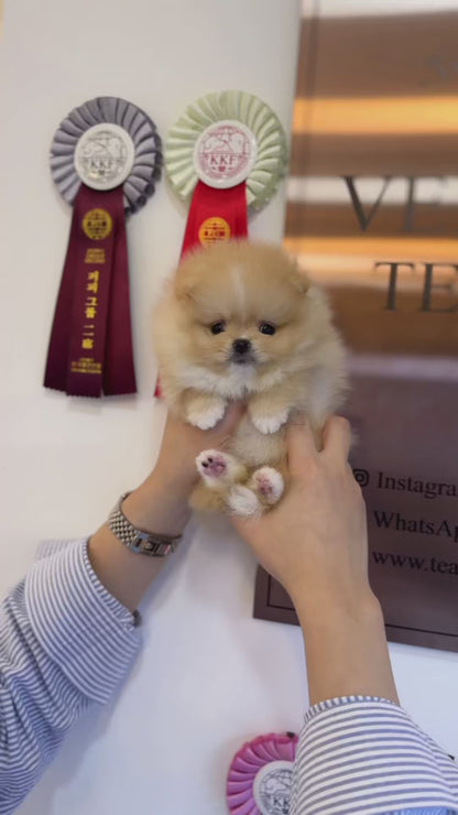 Pomeranian - Macaron(Female)