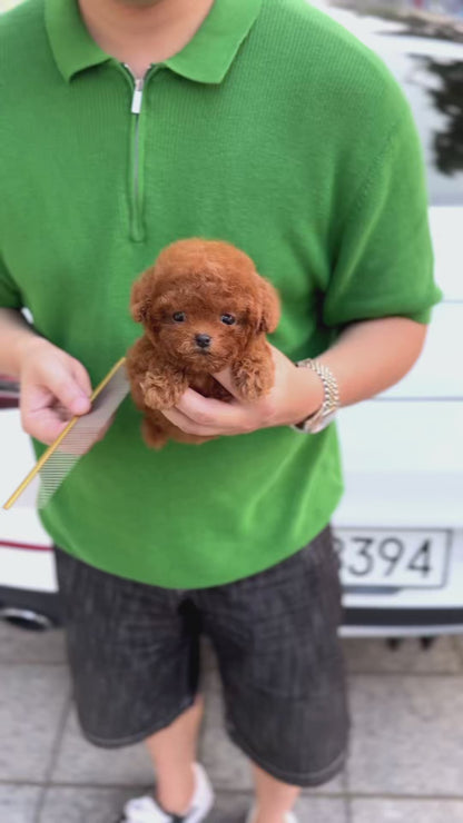 Poodle - Sana(Female)