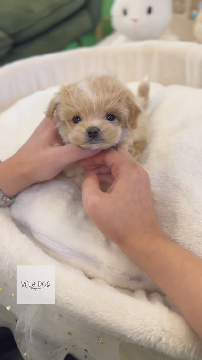Maltipoo - Sammy(Female)