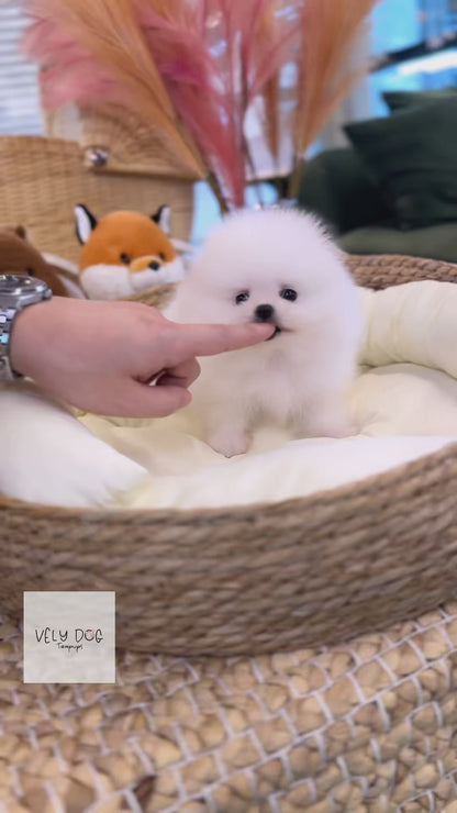 Pomeranian - Mario(Male)