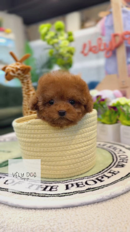 Poodle - Taco(Female)