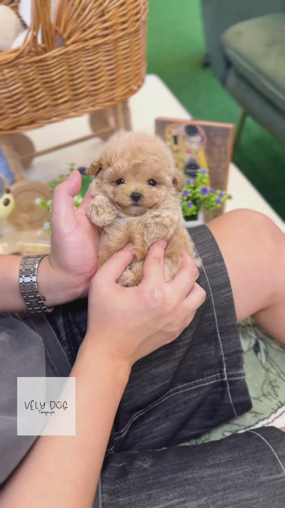 Maltipoo - Daon(Male)