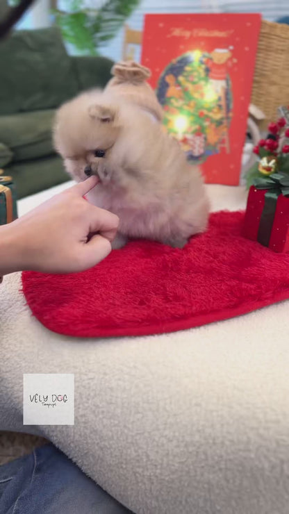 Pomeranian - Starry(Female)