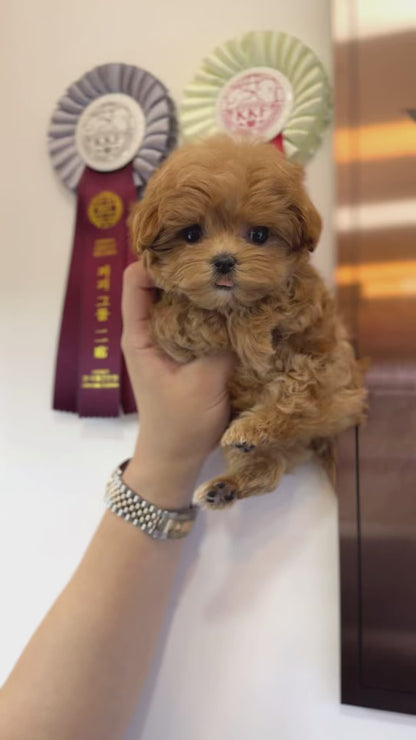 Maltipoo - Chipo(Female)