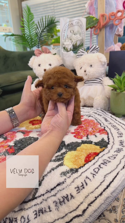 Poodle - Hakong(Female)