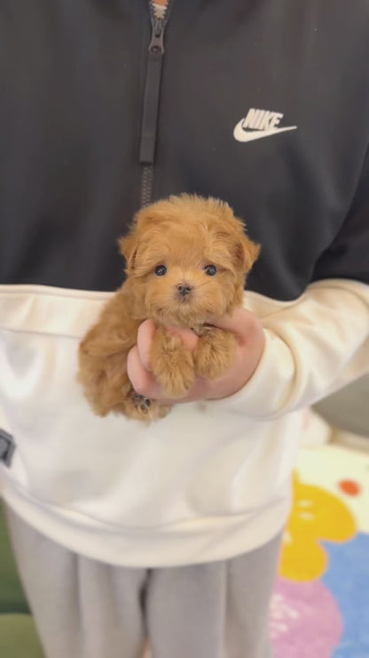 Maltipoo - Dao(Male)