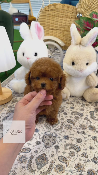Poodle - Linda(Female)