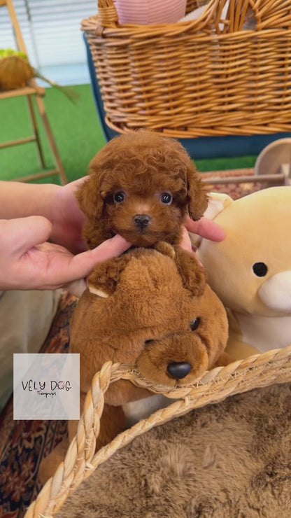Poodle - Eren(Male)
