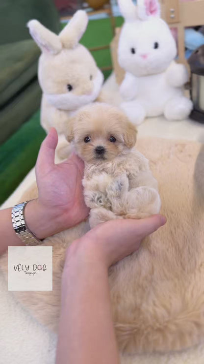 Maltipoo - Cinamon(Female)