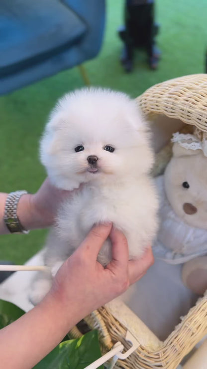 Pomeranian - Dumpling(Female)